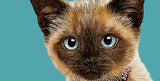 digital illustration of a Siamese kitten with striking blue eyes