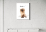 Persian kitten named Bailey in a minimalist interior