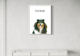 pet portrait of a Shetland Sheepdog named Tucker